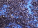 Bio Ur Nori 100g 02